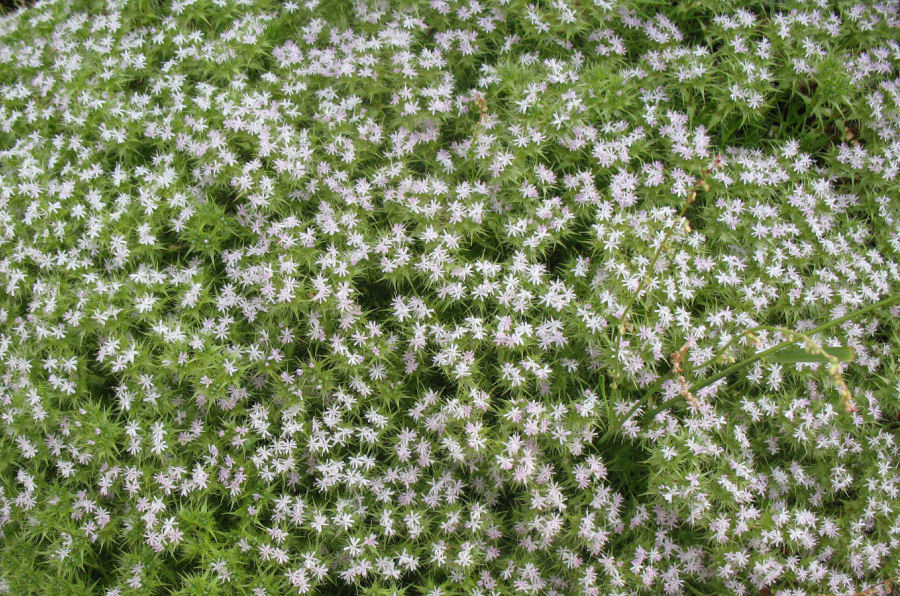 Drypis spinosa spinosa