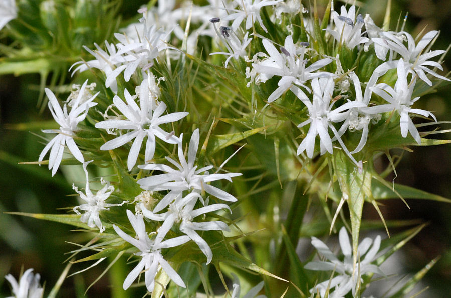Drypis spinosa spinosa