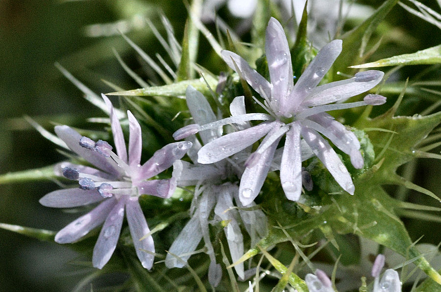 Drypis spinosa spinosa