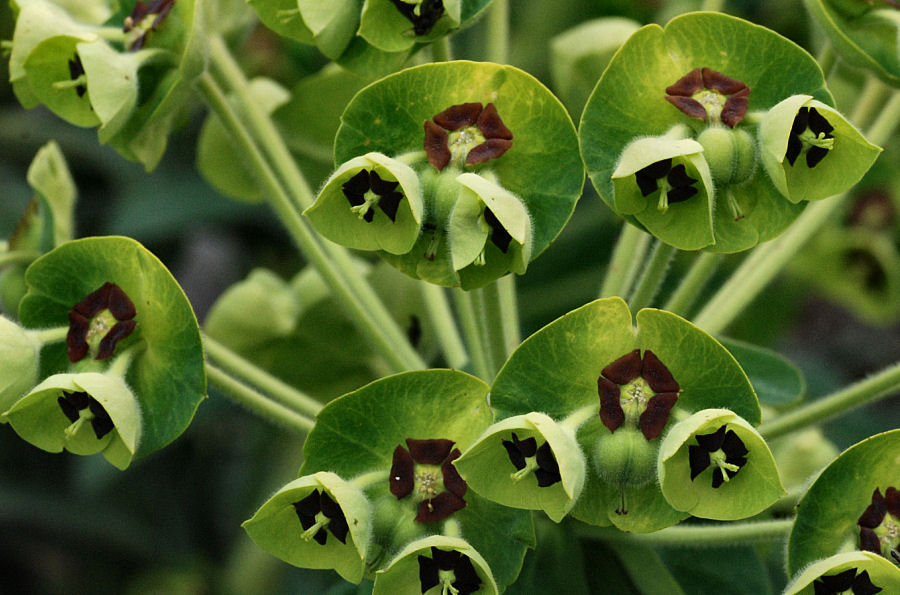 Euphorbia characias