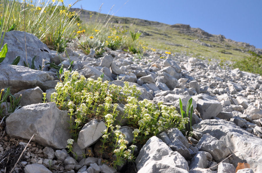 Galium magellense