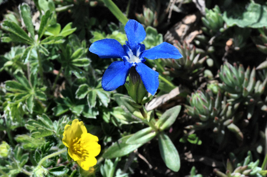 Gentiana verna tergestina