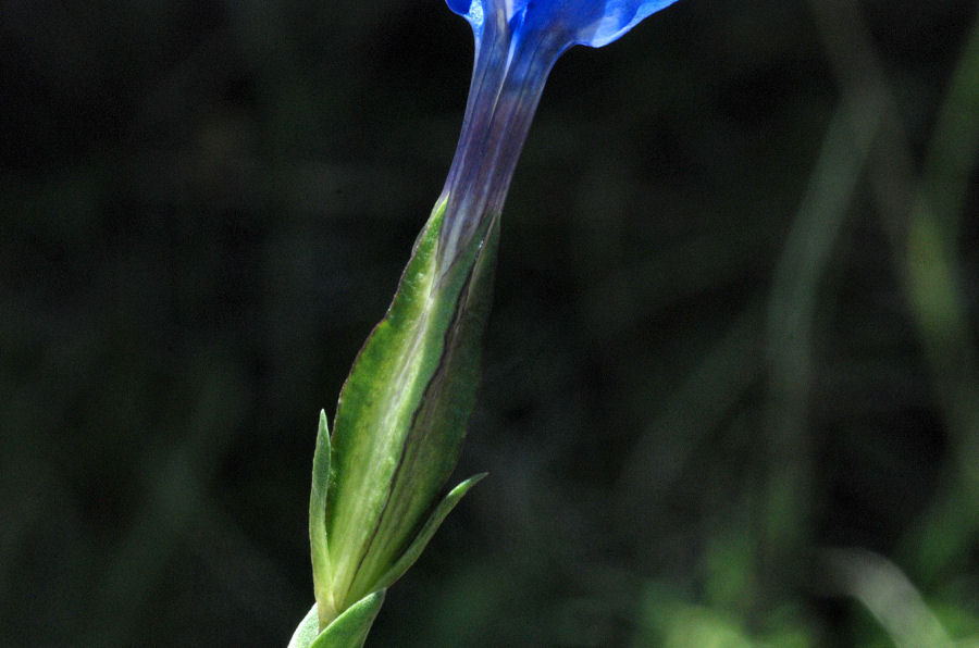 Gentiana verna tergestina