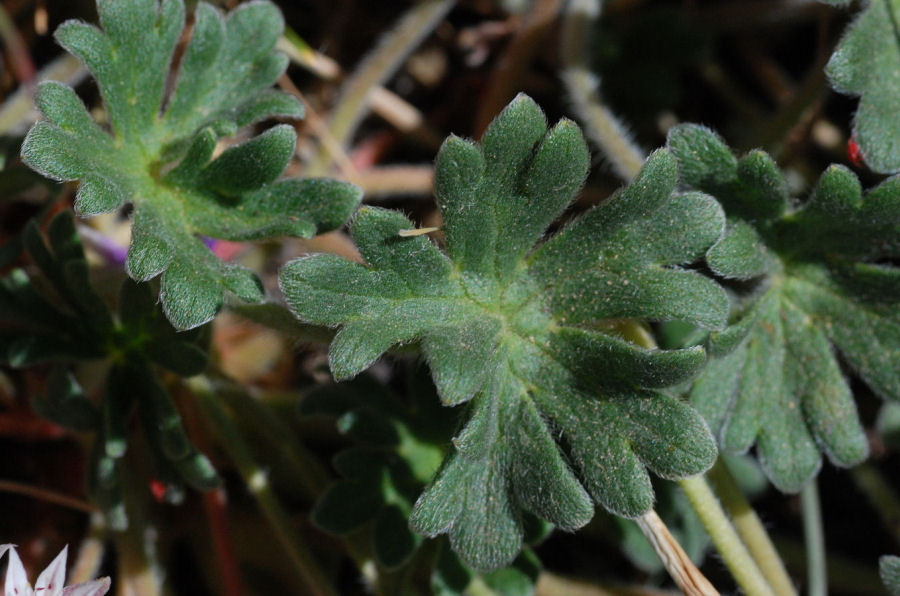 Geranium austroapenninum