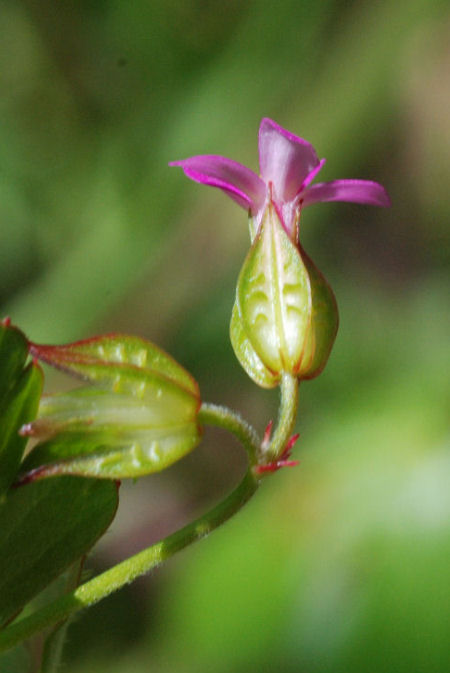 Geranium lucidum
