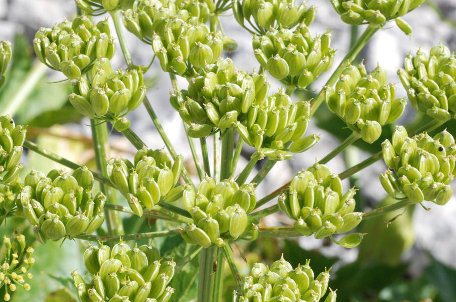 Heracleum orsinii