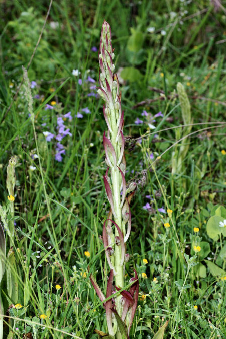 Himantoglossum adriaticum