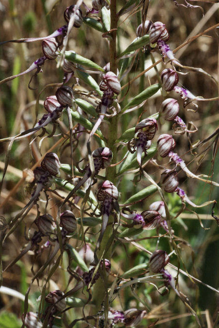 Himantoglossum adriaticum