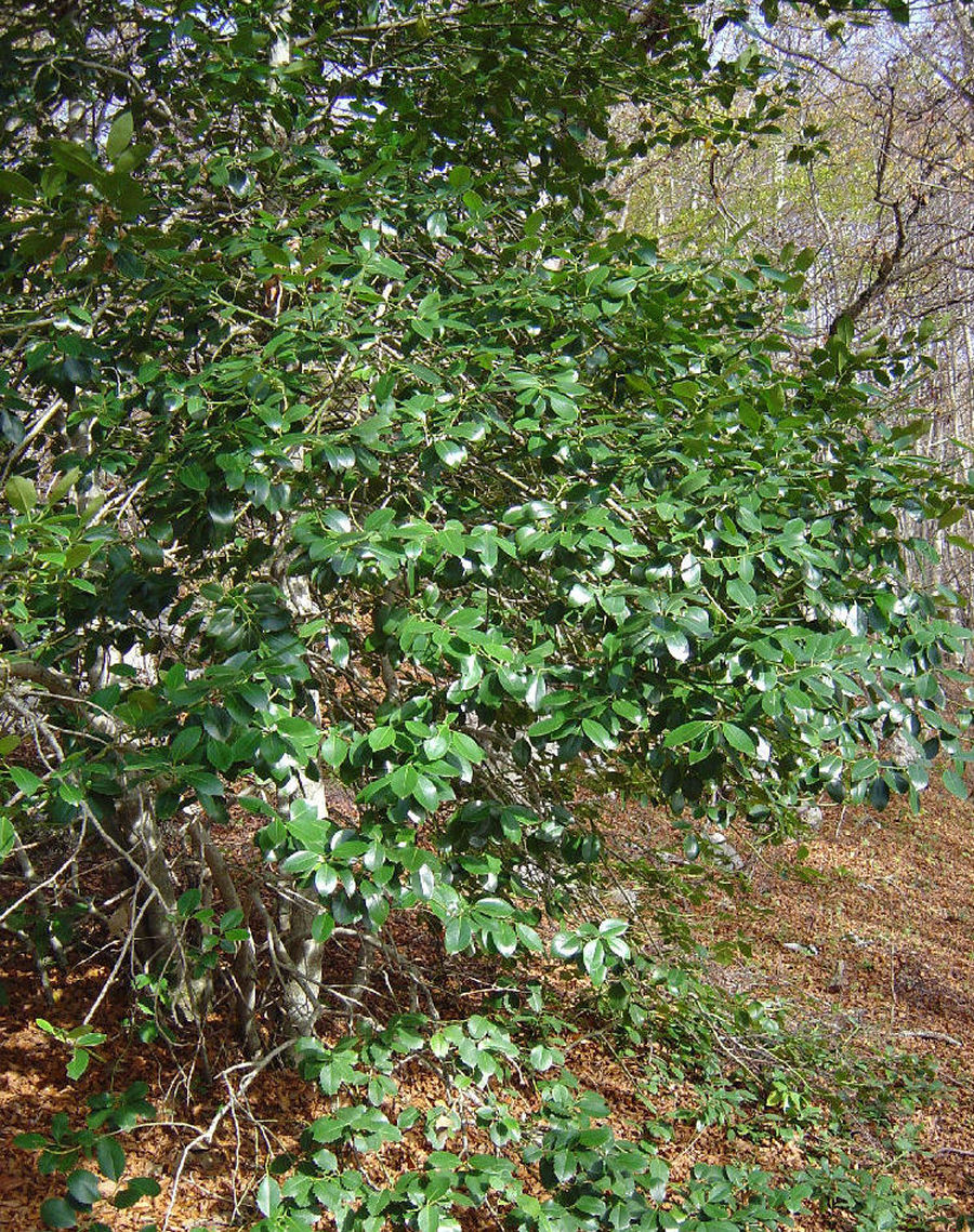 Ilex aquifolium
