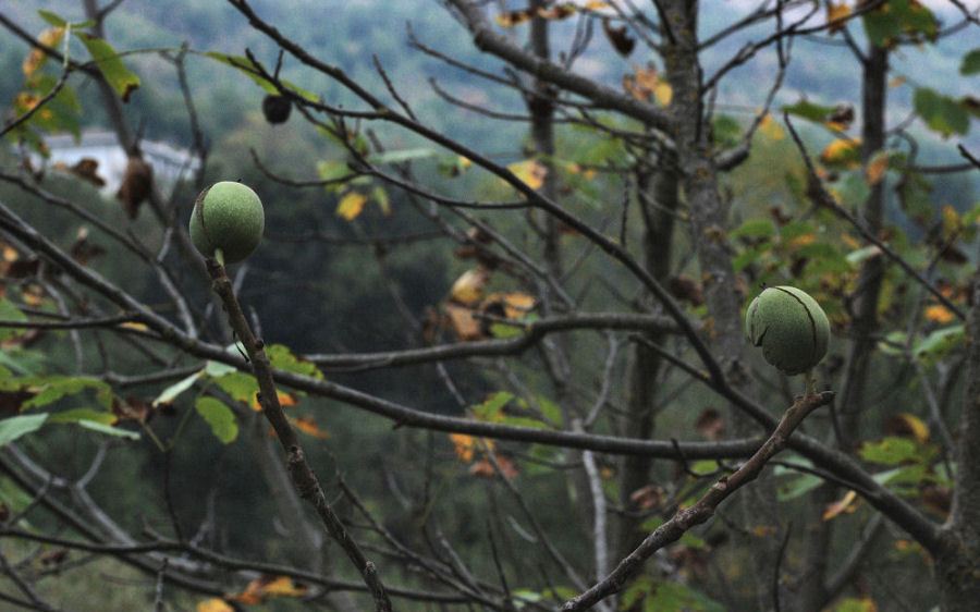 Juglans regia