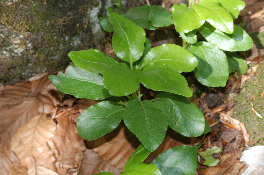Laserpitium latifolium