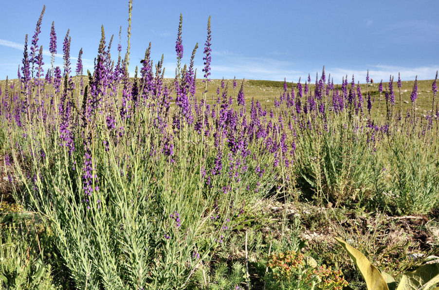 Linaria purpurea