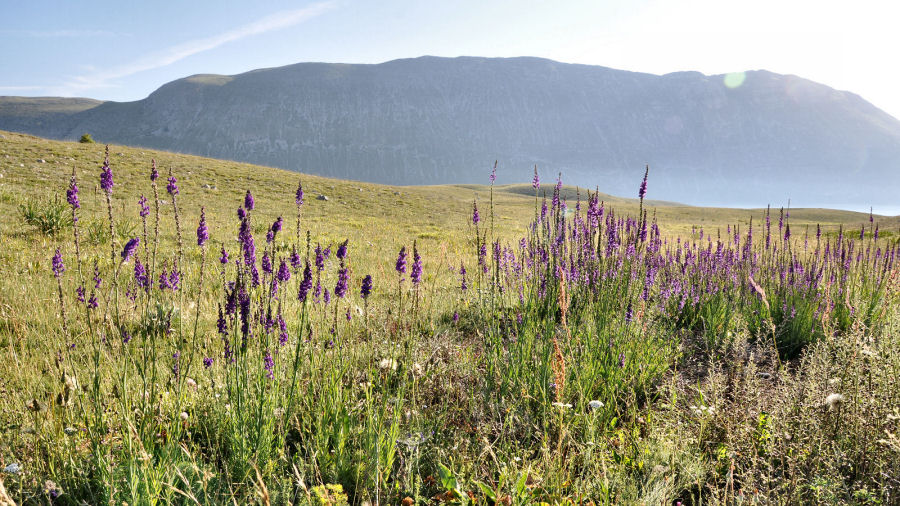 Linaria purpurea
