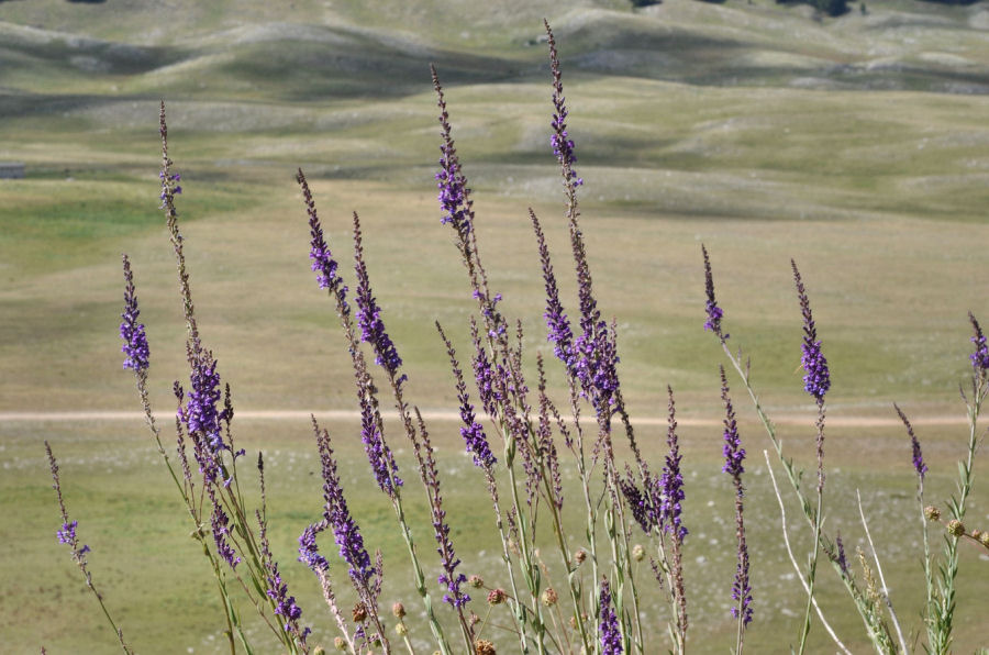 Linaria purpurea