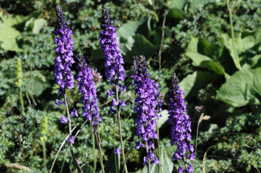 Linaria purpurea