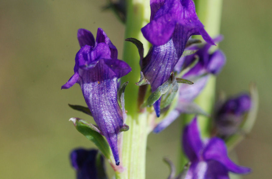Linaria purpurea