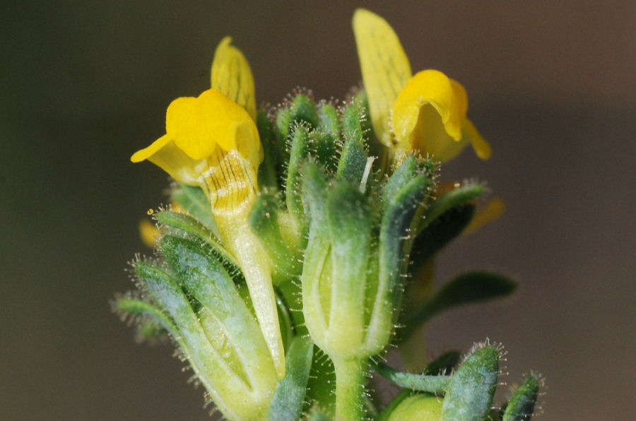 Linaria simplex
