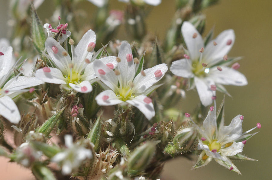 Minuartia glomerata trichocalycina