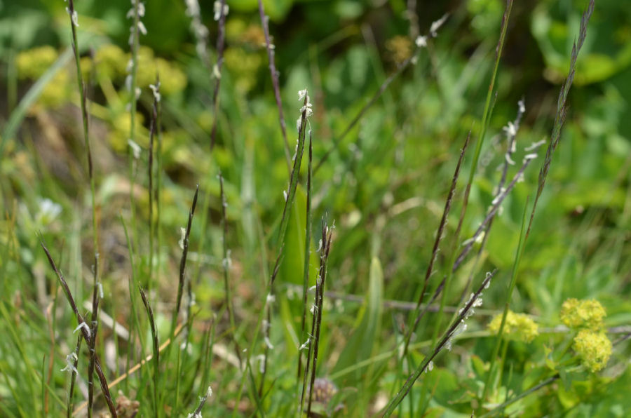 Nardus stricta