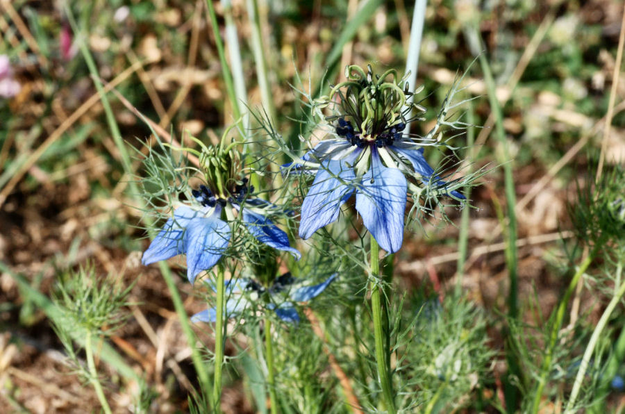 Nigella damascena
