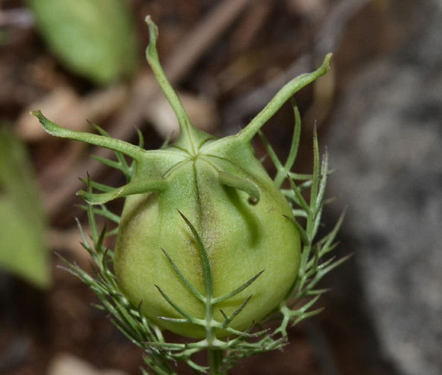 Nigella damascena