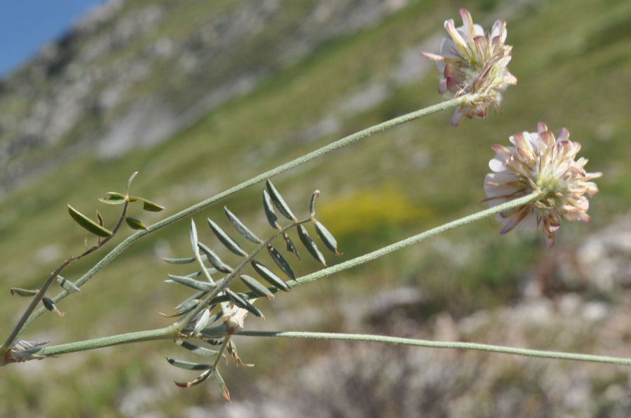 Onobrychis alba alba