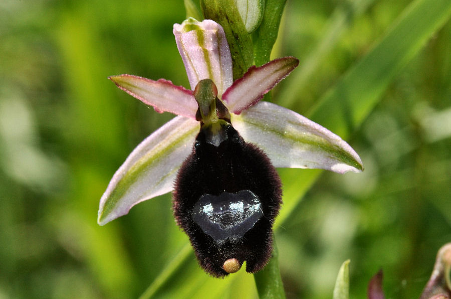 Ophrys bertolonii bertolonii