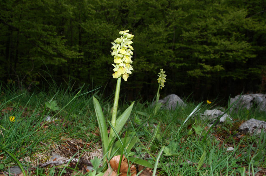 Orchis pallens