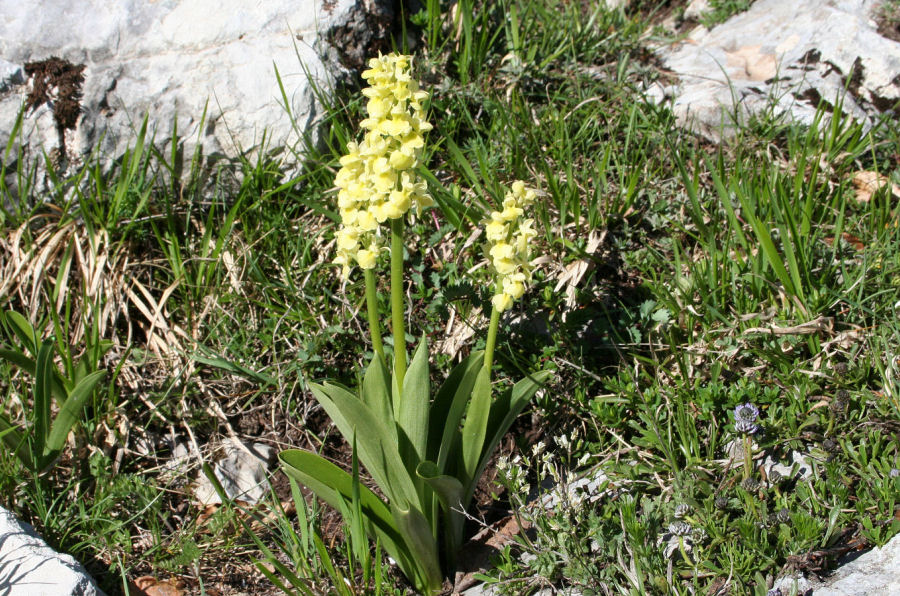 Orchis pallens