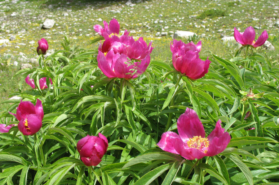 Paeonia officinalis italica