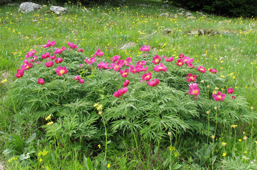 Paeonia officinalis italica