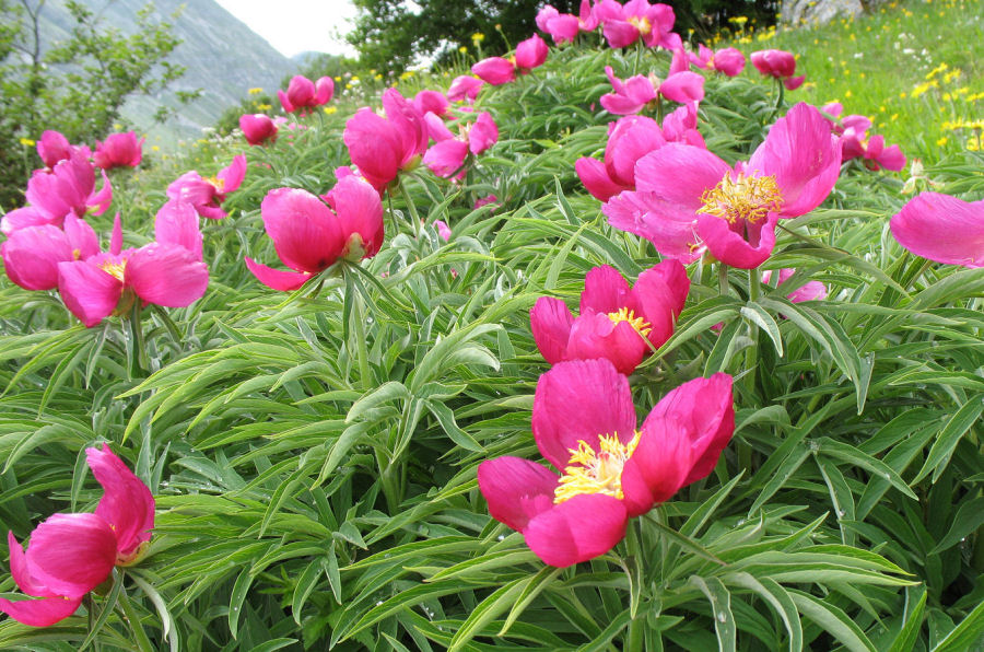 Paeonia officinalis italica
