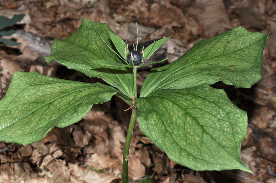 Paris quadrifolia