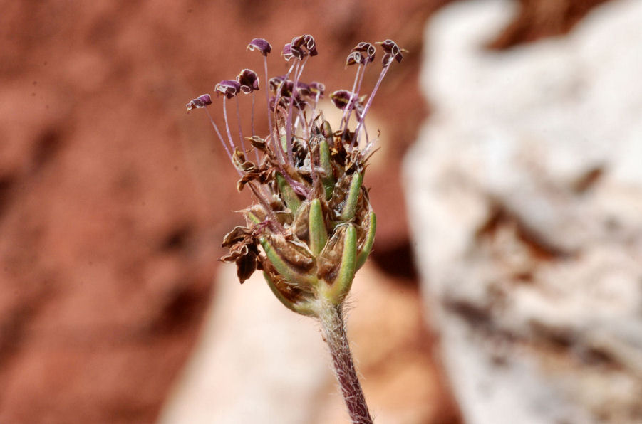 Plantago atrata atrata