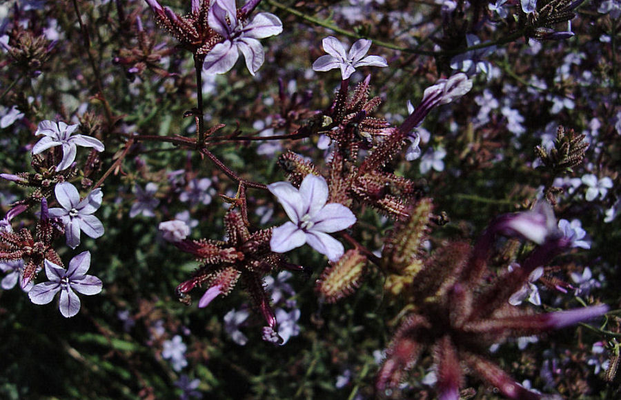 Plumbago europaea