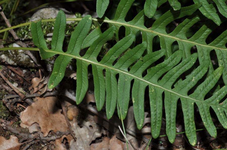 Polypodium interjectum