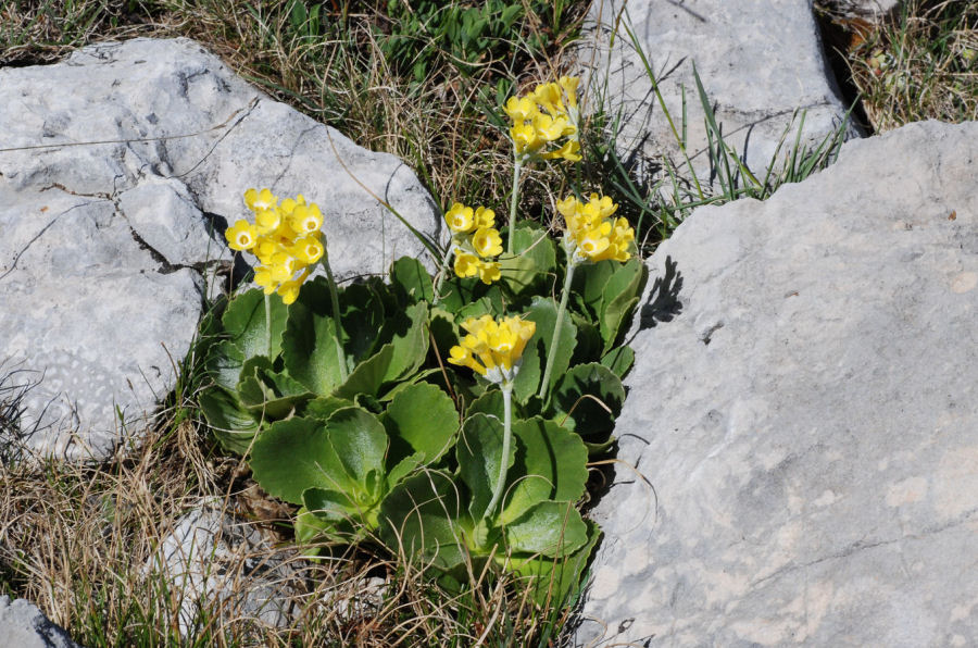 Primula auricula