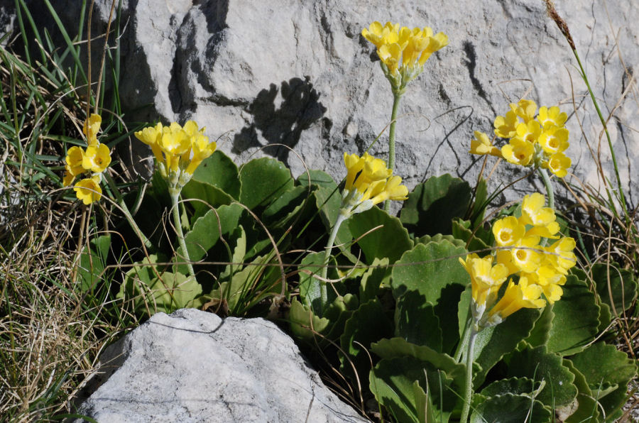 Primula auricula