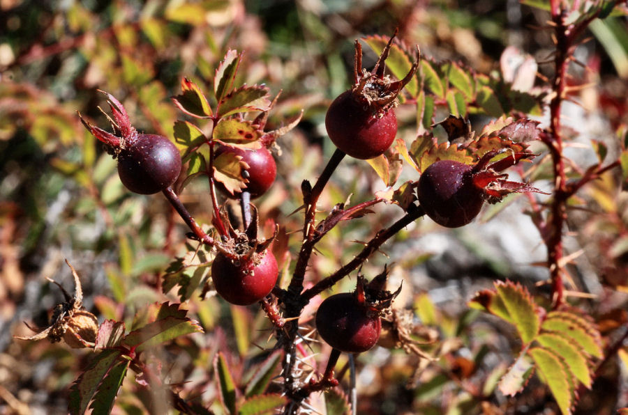 Rosa spinosissima