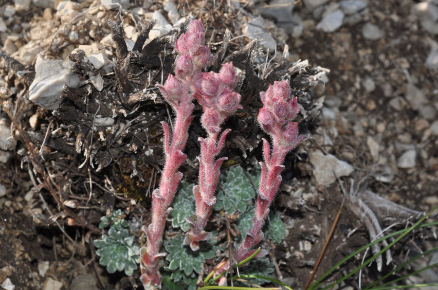 Saxifraga porophylla porophylla
