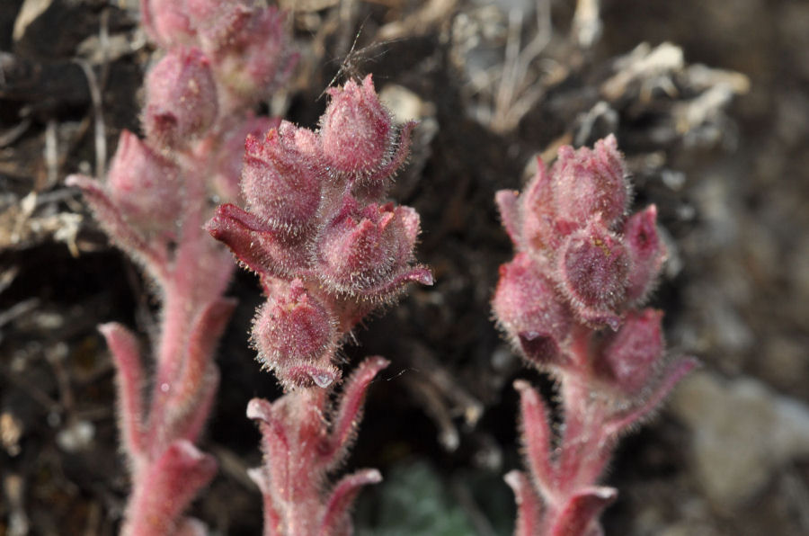 Saxifraga porophylla porophylla
