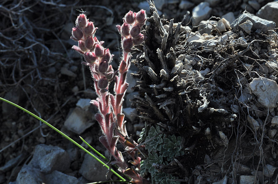 Saxifraga porophylla porophylla