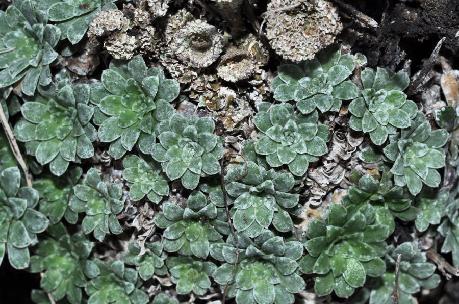 Saxifraga porophylla porophylla