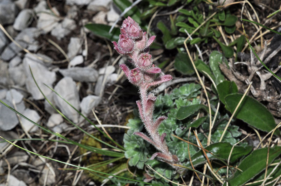 Saxifraga porophylla porophylla
