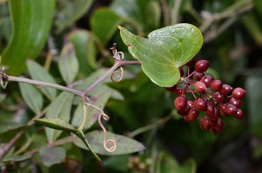 Smilax aspera