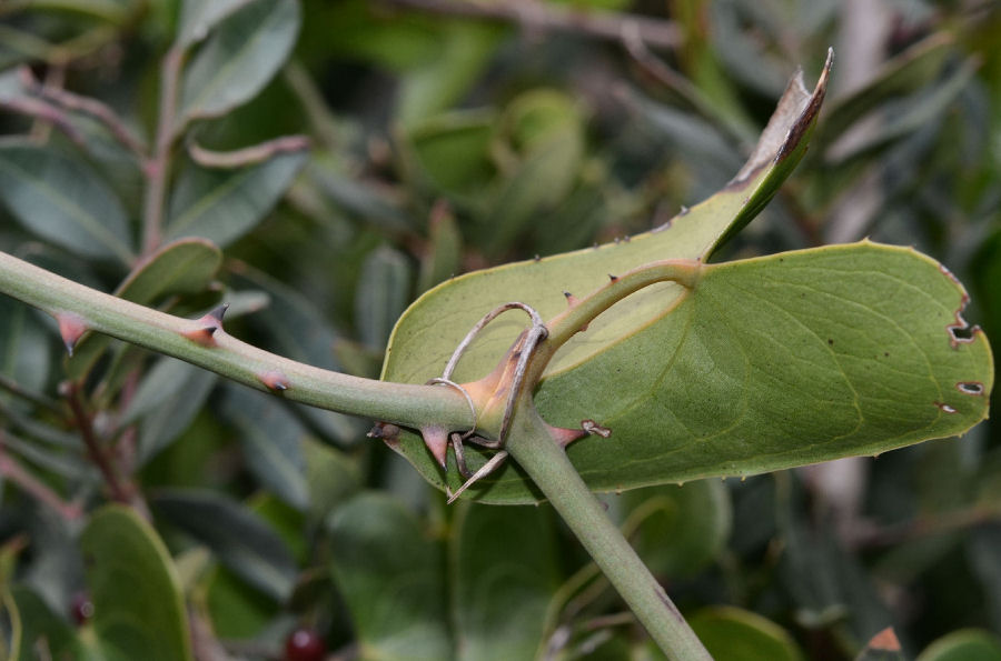 Smilax aspera