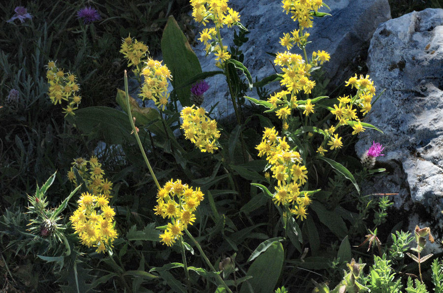 Solidago virgaurea virgaurea