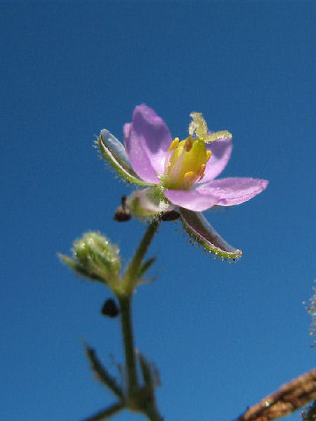 Spergularia rubra