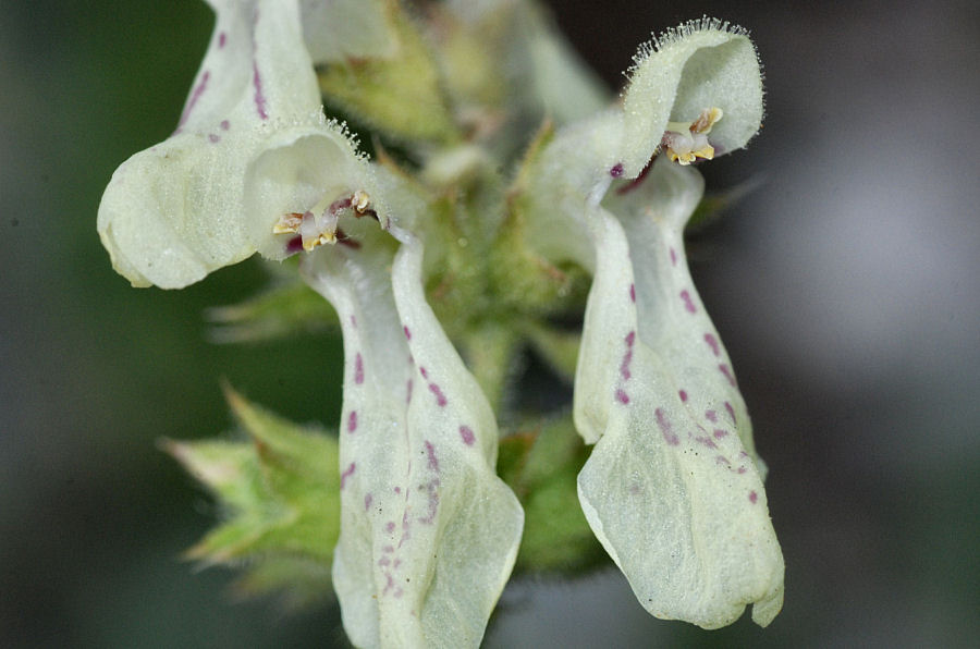 Stachys recta subcrenata