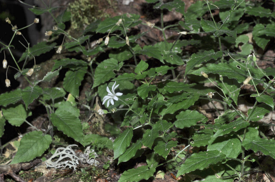 Stellaria nemorum montana